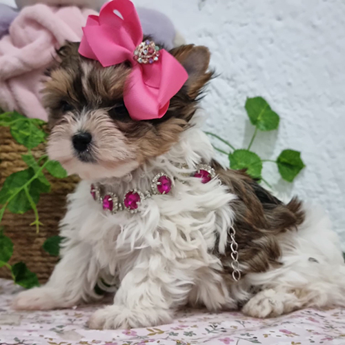 biewer terrier precio biewer terrier precio