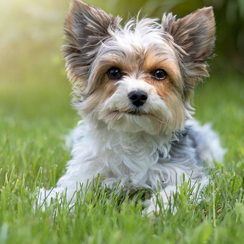 biewer terrier biewer terrier