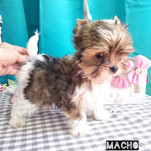 biewer yorkie terrier biewer yorkie terrier