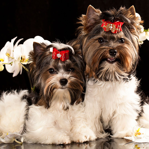 cachorros yorkshire biewer cachorros yorkshire biewer