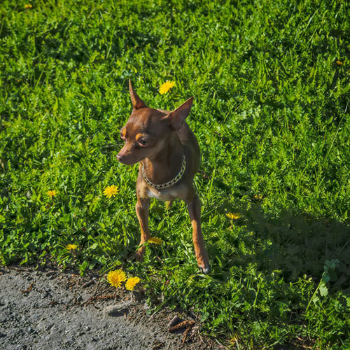 perro raton de praga perro raton de praga