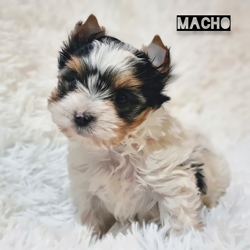 yorkie biewer precio yorkie biewer precio