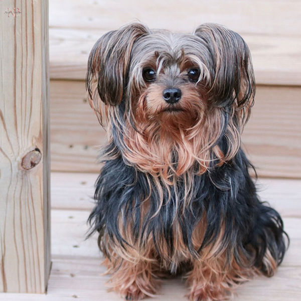 Yorkie Poo criador Yorkie Poo criador