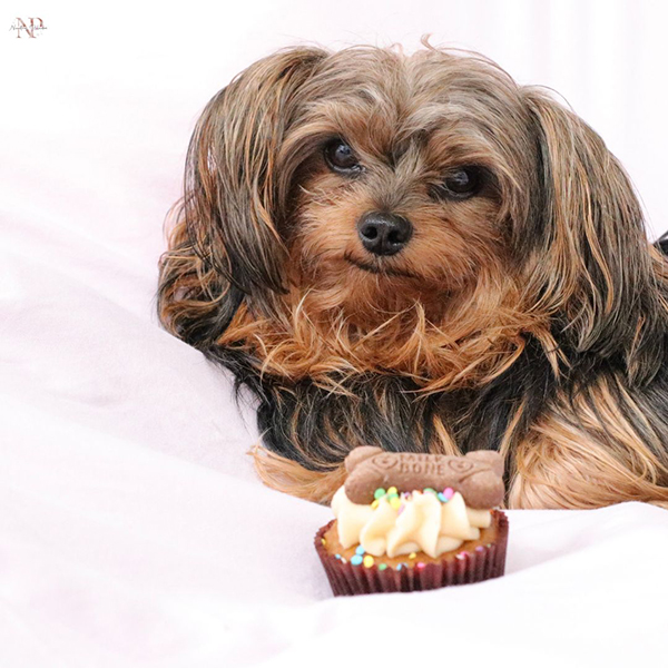 Yorkie-poo cachorro Yorkie-poo cachorro