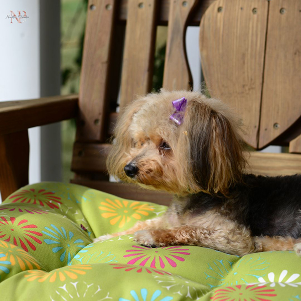 Yorkie-poo criador Yorkie-poo criador