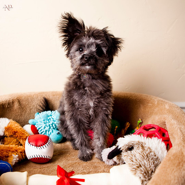 Yorkiepoo criador Yorkiepoo criador