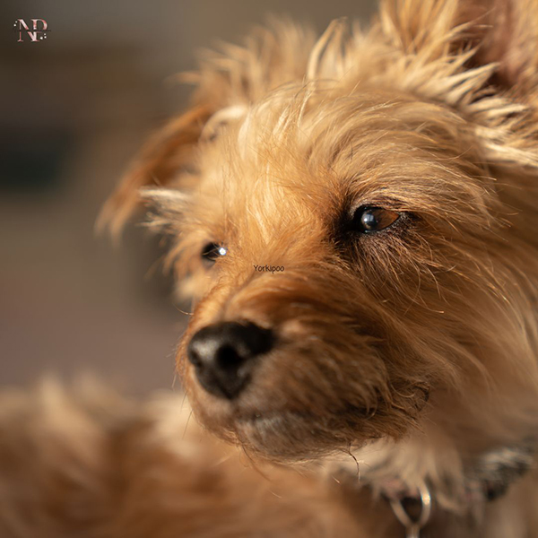 Yorkipoo cachorro Yorkipoo cachorro