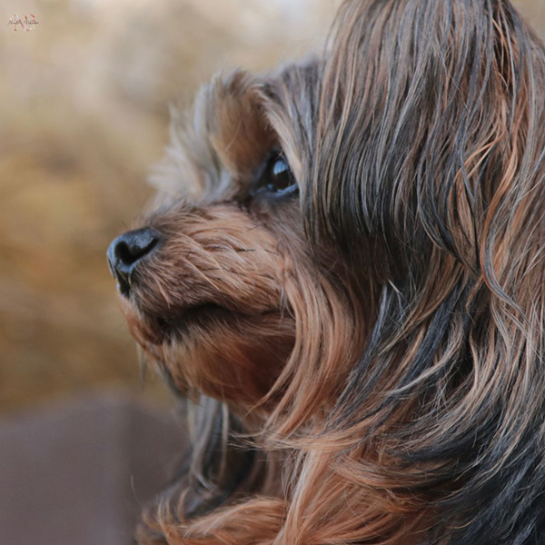 Yorkipoo criador Yorkipoo criador