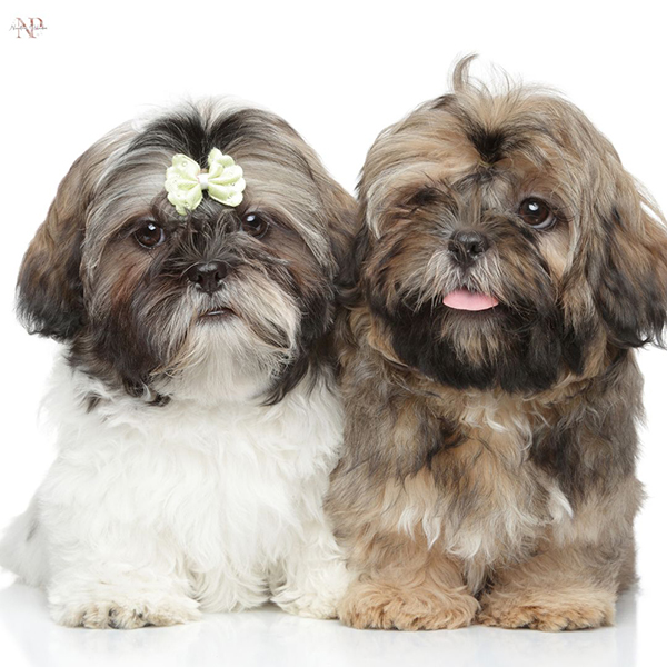 cachorros schnoodle y shih poo cachorros schnoodle y shih poo