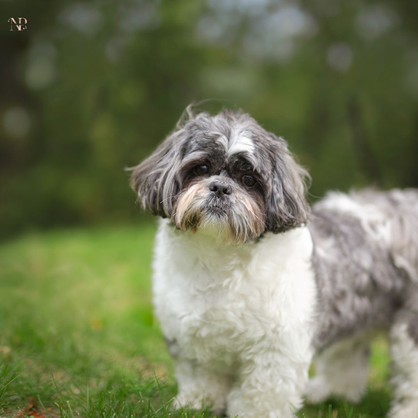 comprar schnoodle cachorro comprar schnoodle cachorro