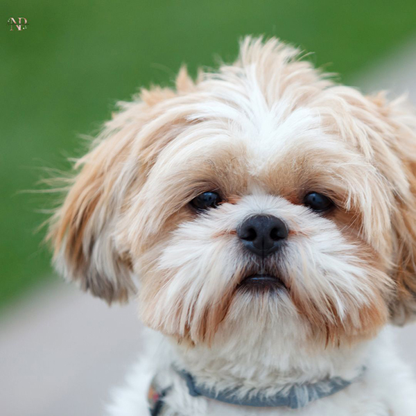 comprar shih poo cachorro comprar shih poo cachorro