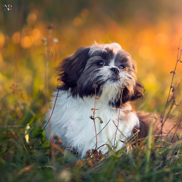 french poodle y shih tzu cachorro french poodle y shih tzu cachorro