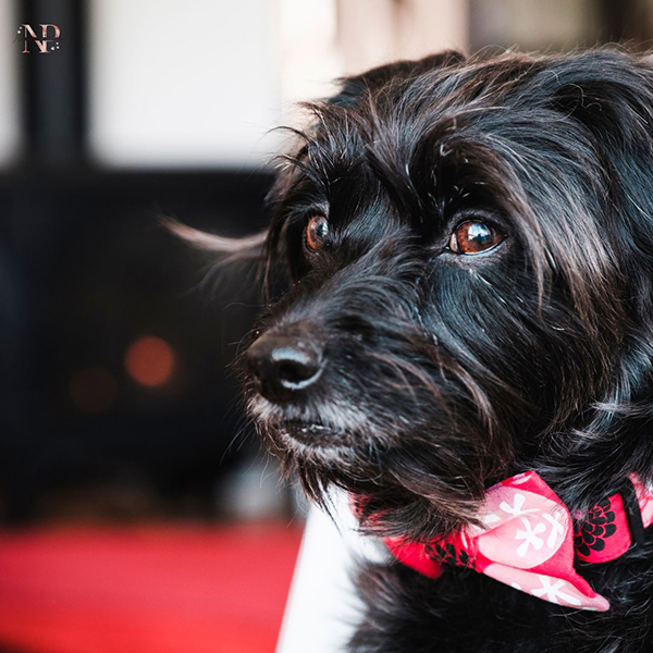 french poodle y shih tzu french poodle y shih tzu