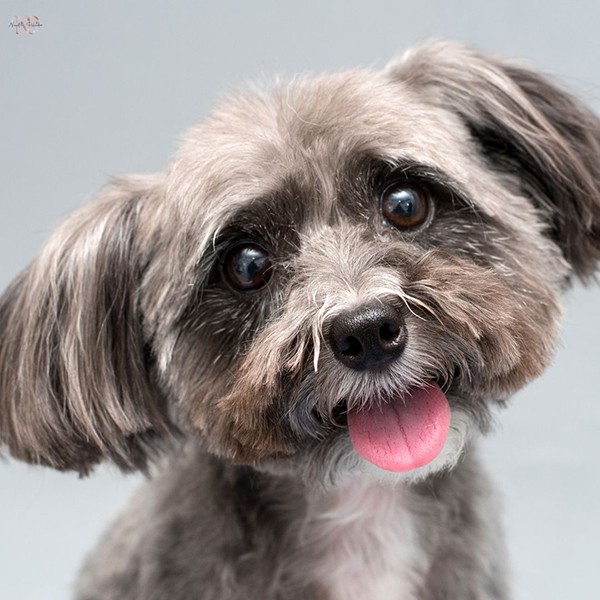perro schnoodle cachorro perro schnoodle cachorro