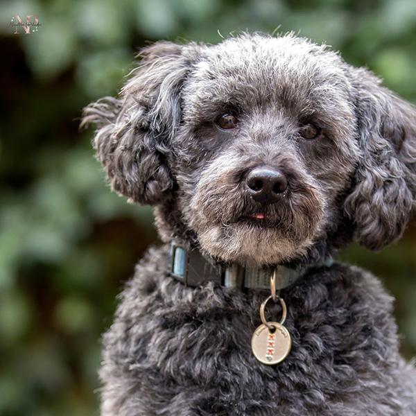perro schnoodle precio perro schnoodle precio