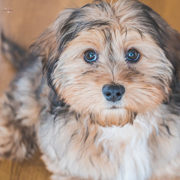 precio shih poo cachorro precio shih poo cachorro
