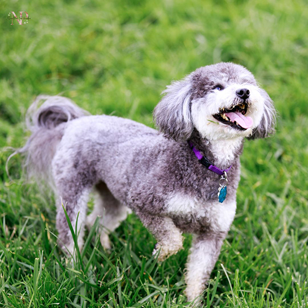 schnoodle comprar schnoodle comprar