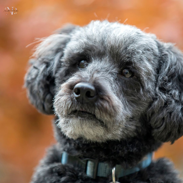 schnoodle dog