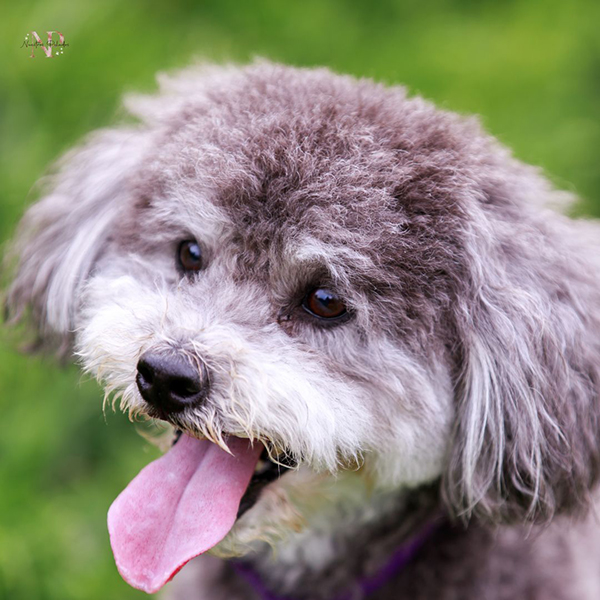shih poo comprar shih poo comprar