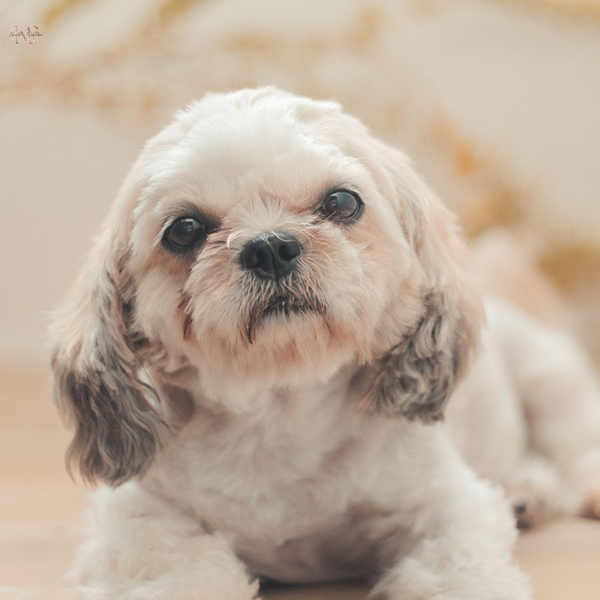 shih poo dog shih poo dog