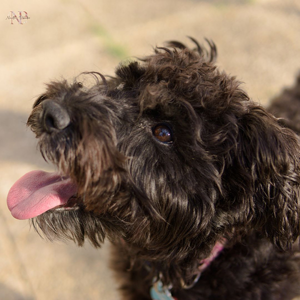 shih poo precio shih poo precio