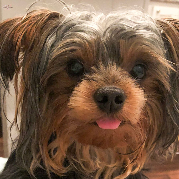 yorki-poo cachorro yorki-poo cachorro