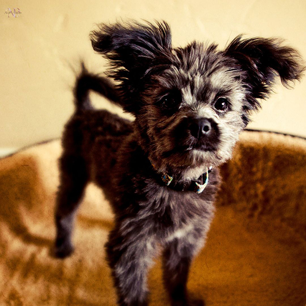 yorki-poo criador