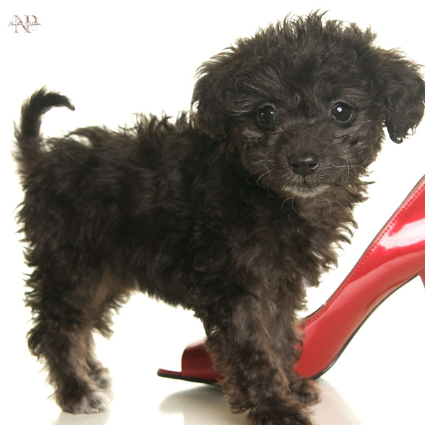 yorki-poo yorki-poo
