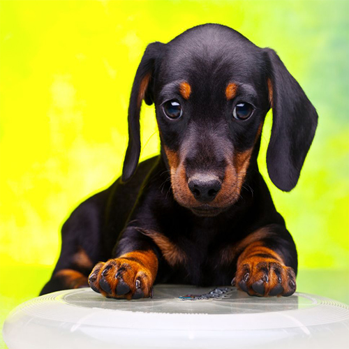 cachorro dachshund cachorro dachshund