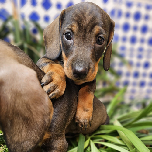 cachorros dachshund cachorros dachshund