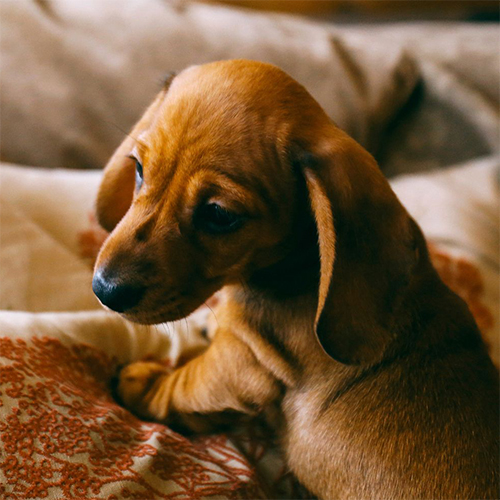 venta dachshund venta dachshund