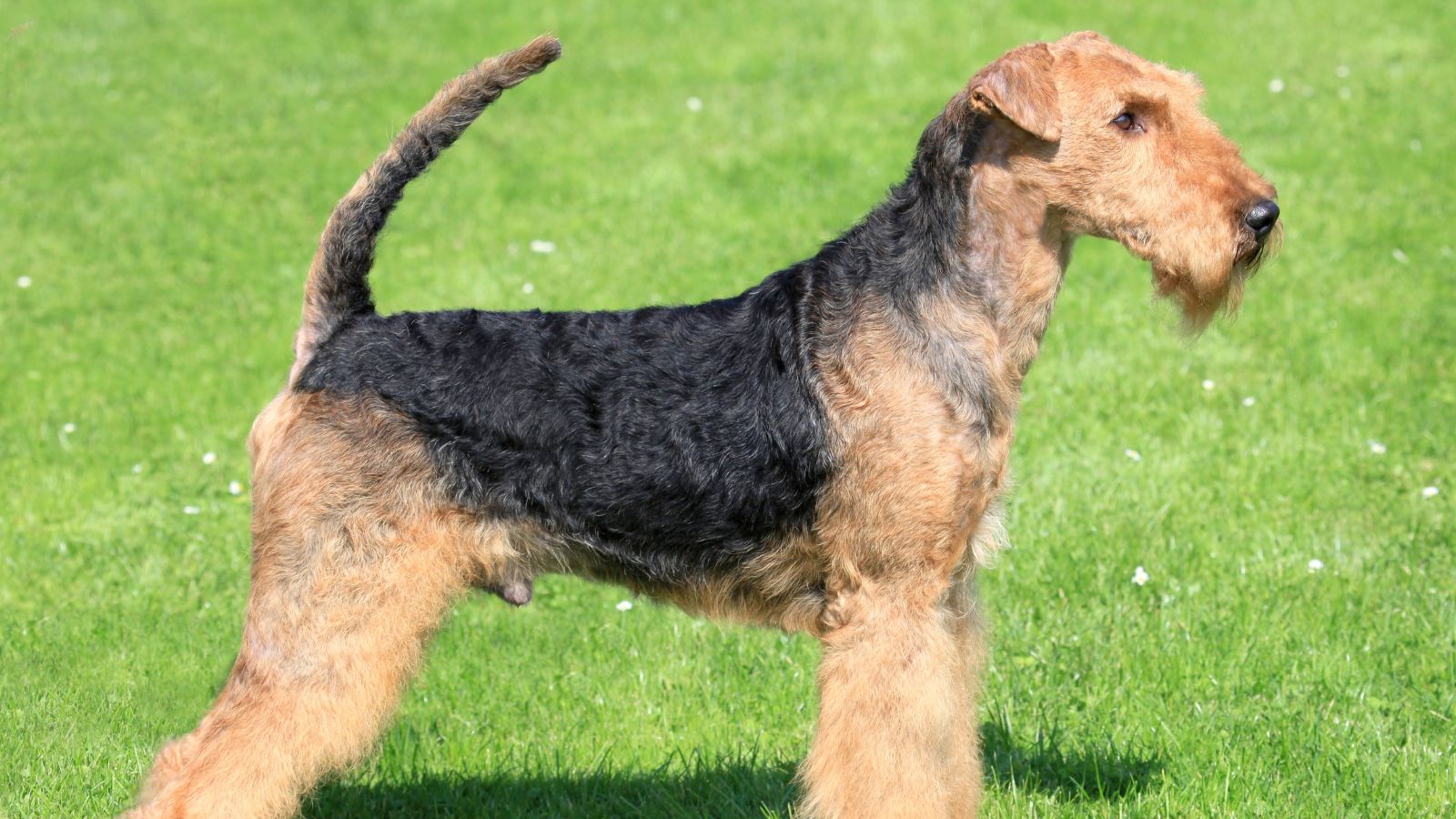 Airedale Terrier