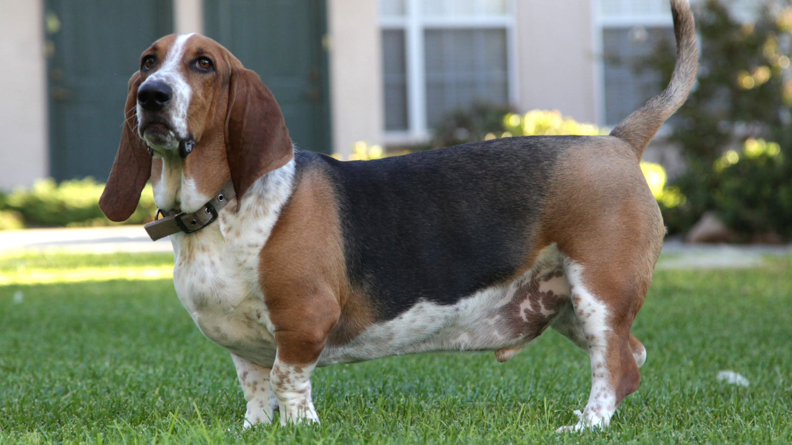 Basset Hound