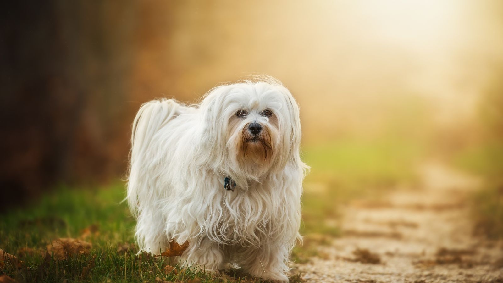 Bichón habanero