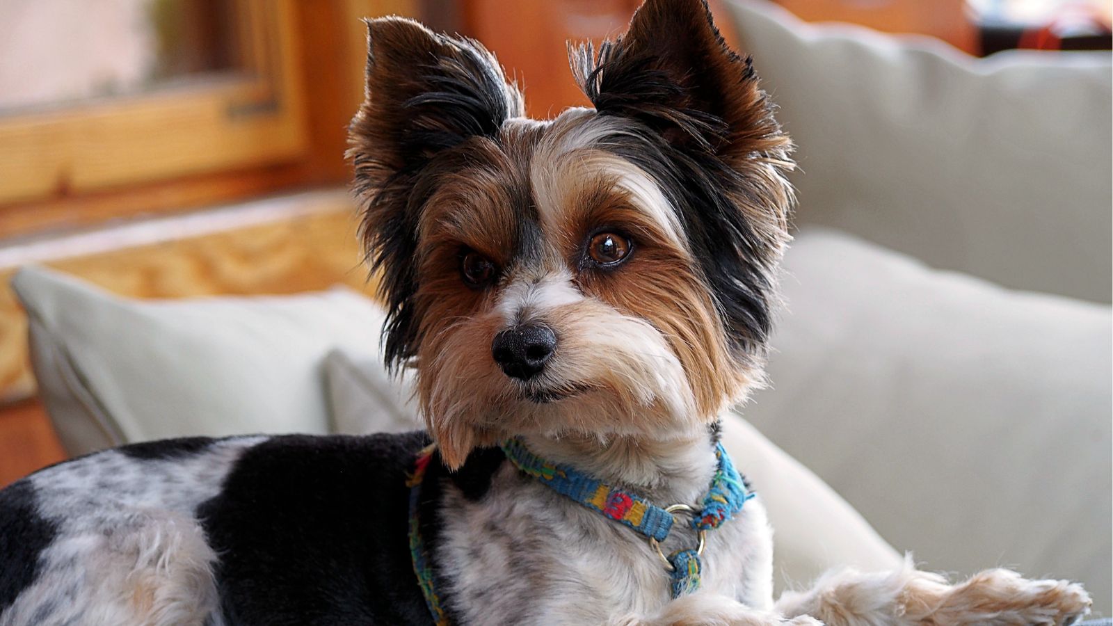 Biewer Terrier Biewer Terrier