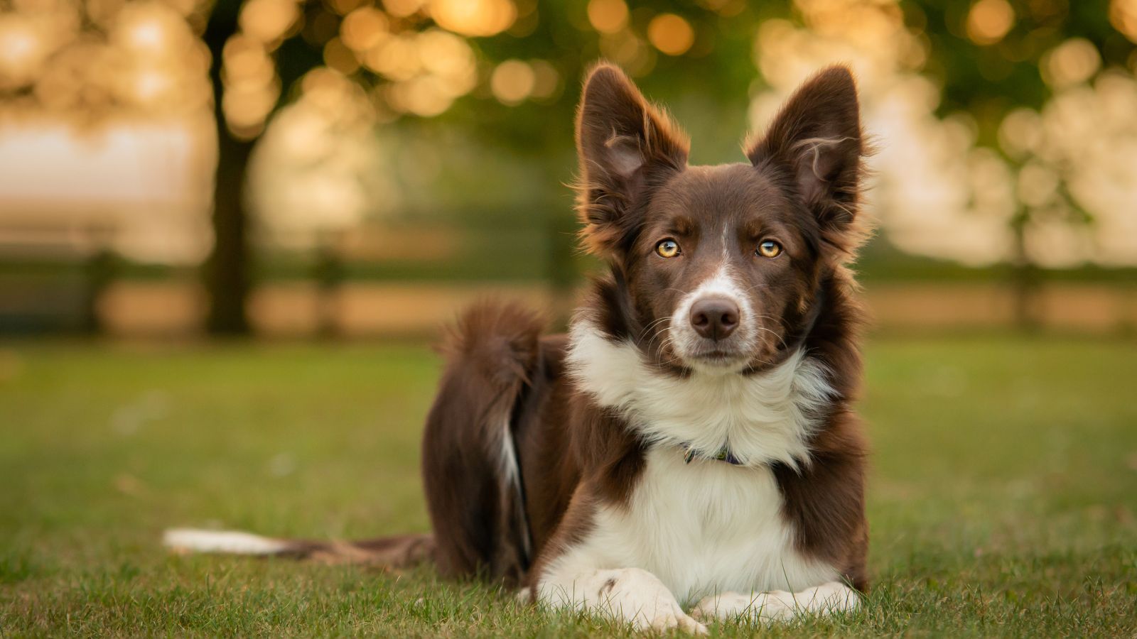 Border Collie Border Collie