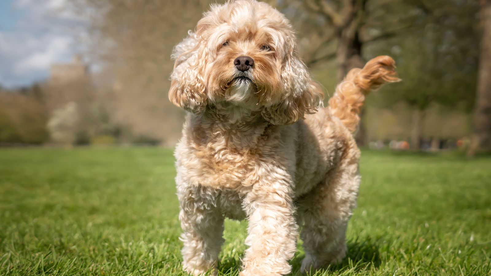 Cavapoo Cavapoo
