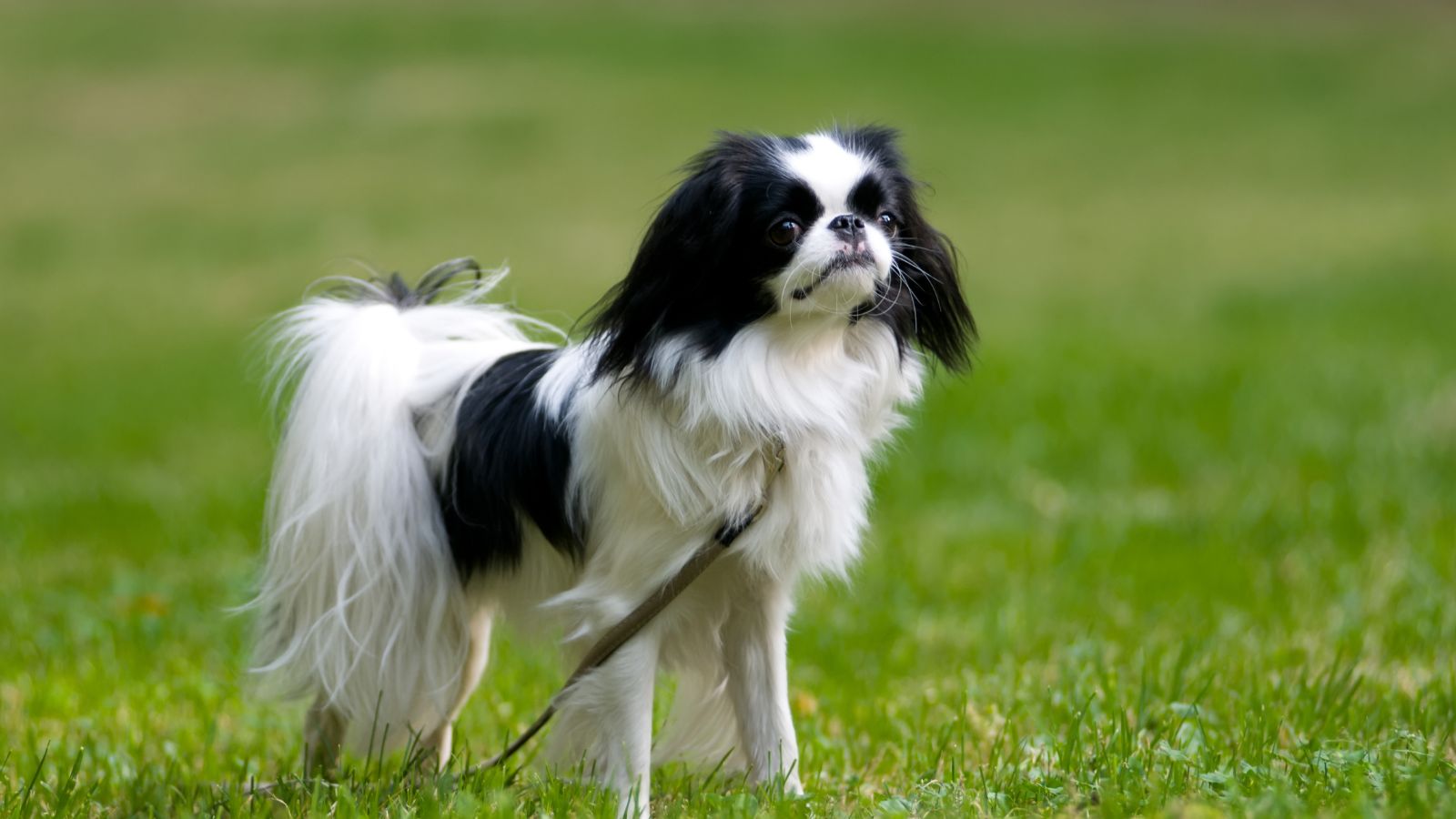 Chin spaniel Japonés Chin spaniel Japonés