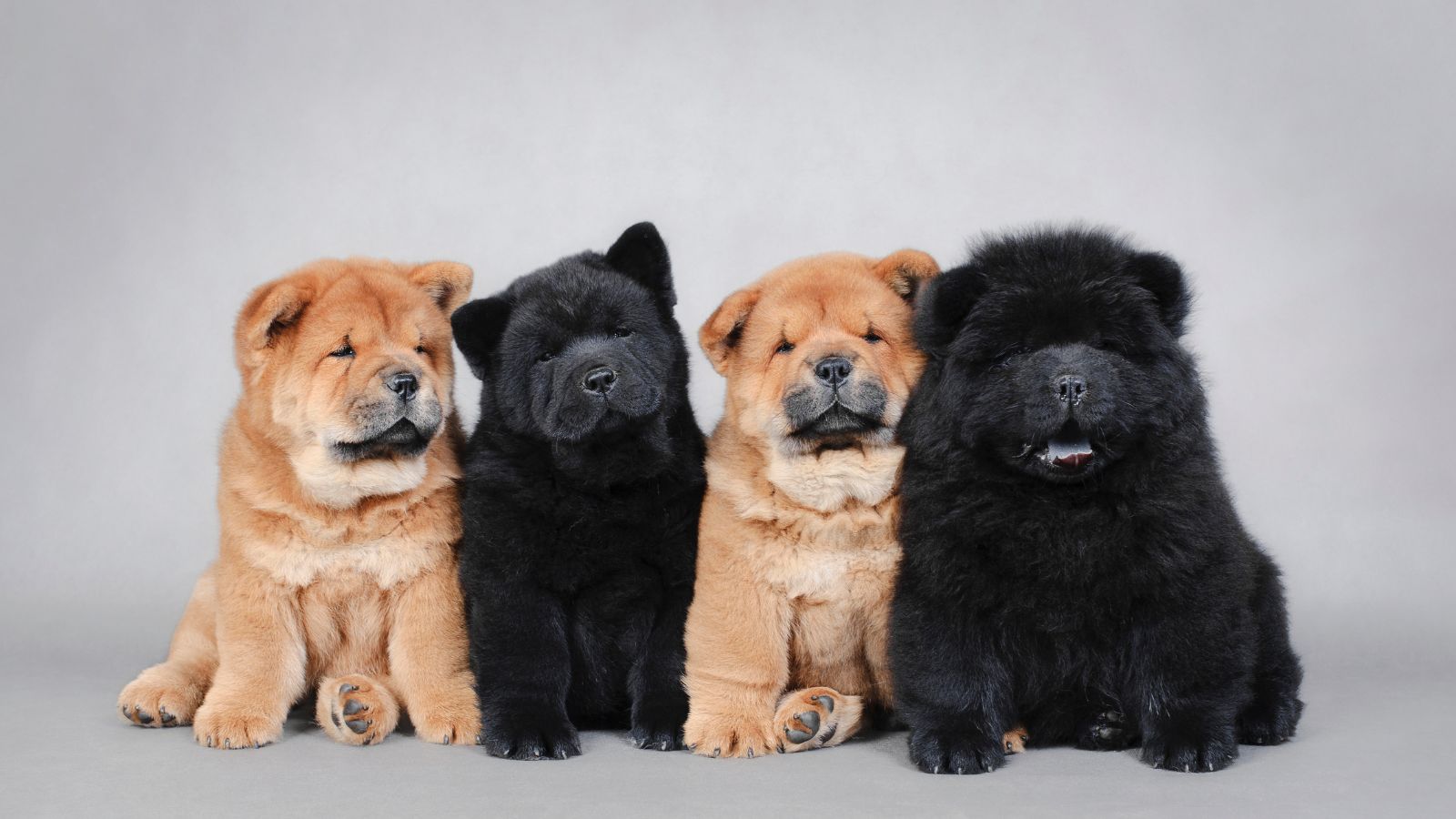 Chow Chow Chow Chow