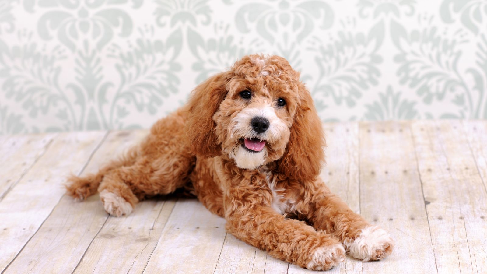 Cockapoo inteligente