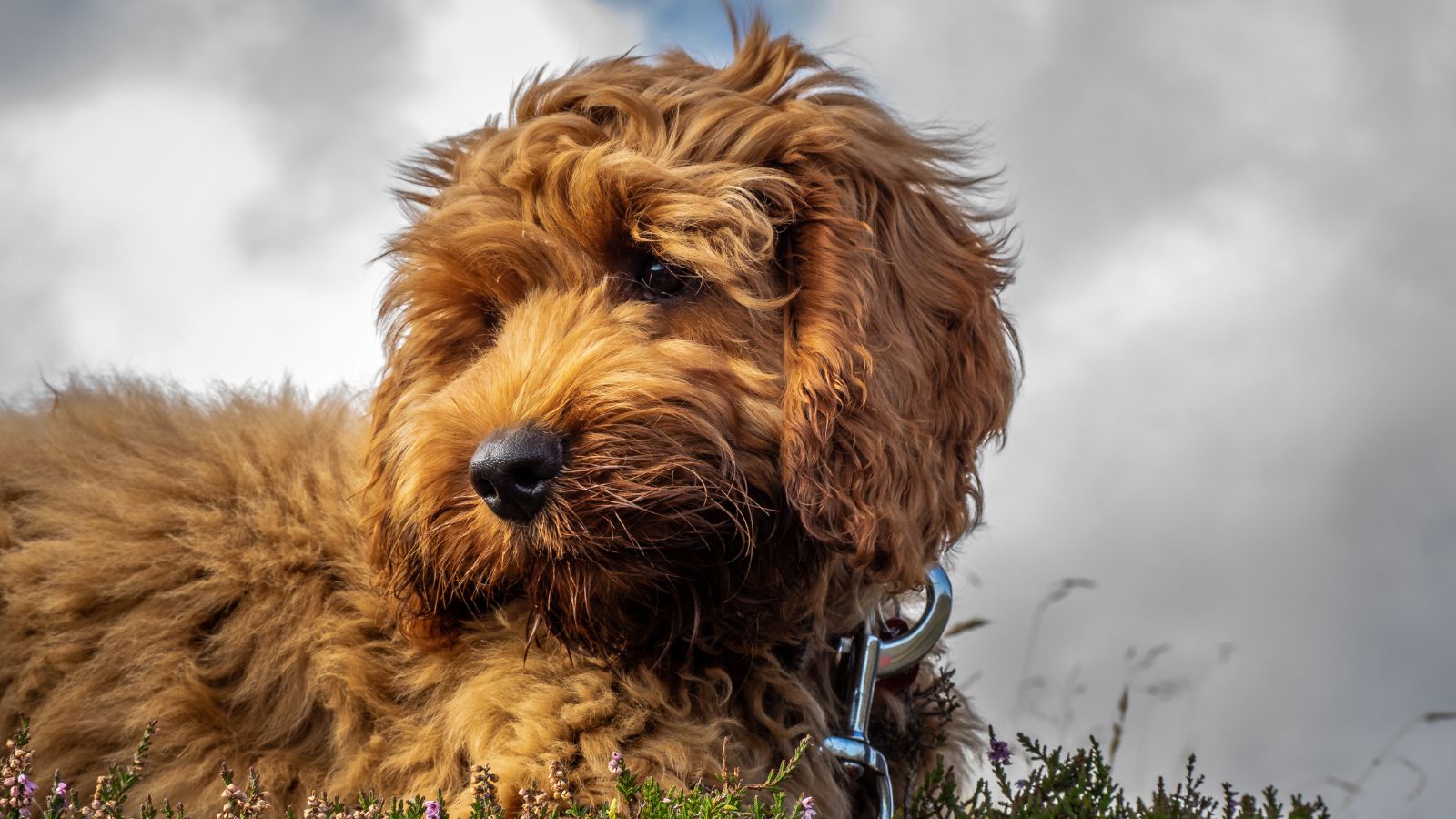 Cockapoo Cockapoo