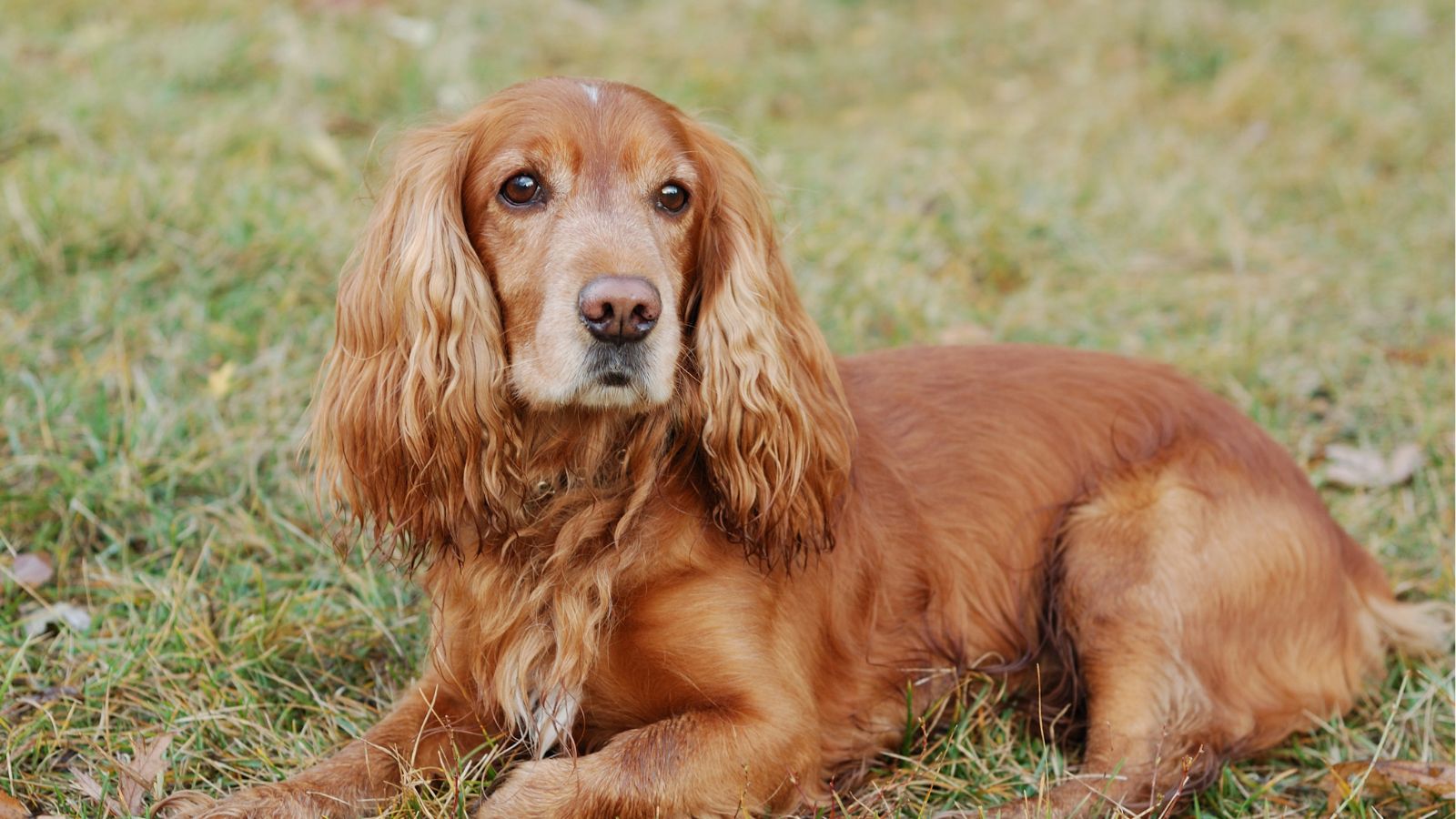 Cocker Spaniel Inglés Cocker Spaniel Inglés