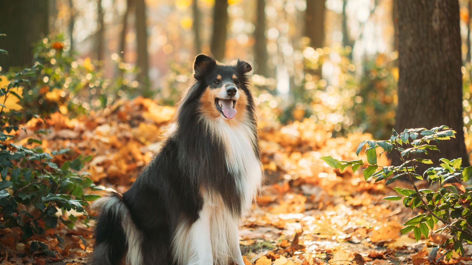 Collie de Pelo Largo Collie de Pelo Largo