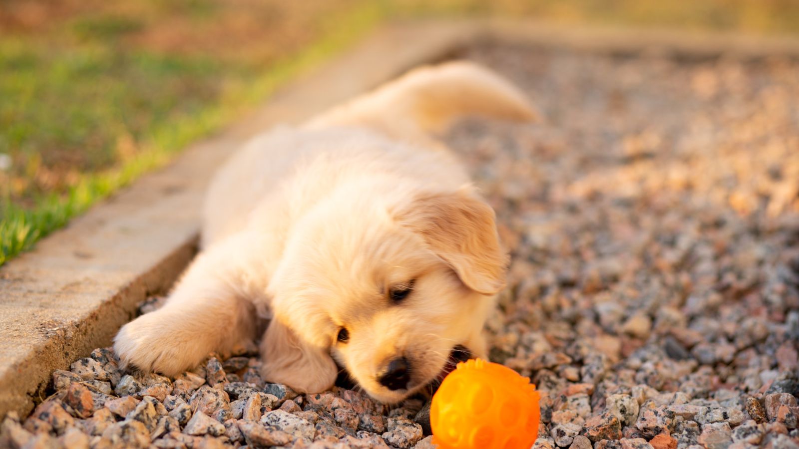 Golden Retriever Golden Retriever