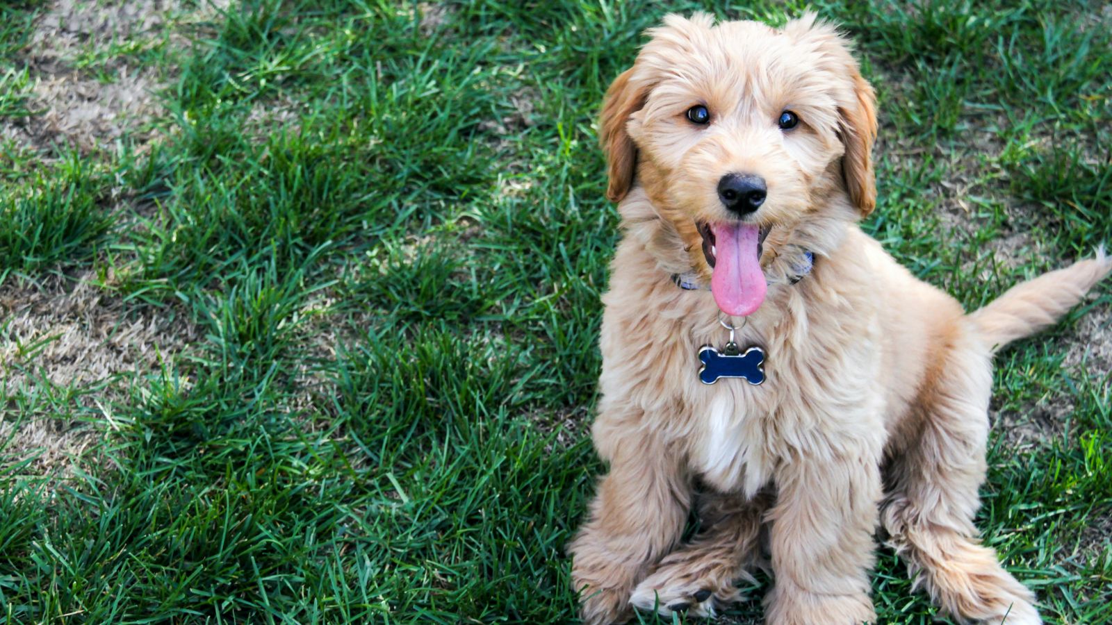 Goldendoodle inteligente