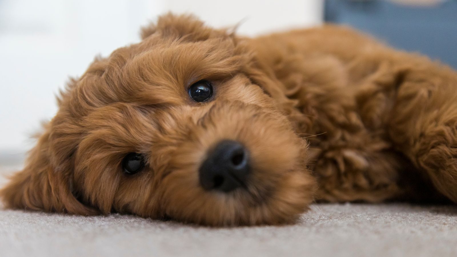 Goldendoodle Goldendoodle