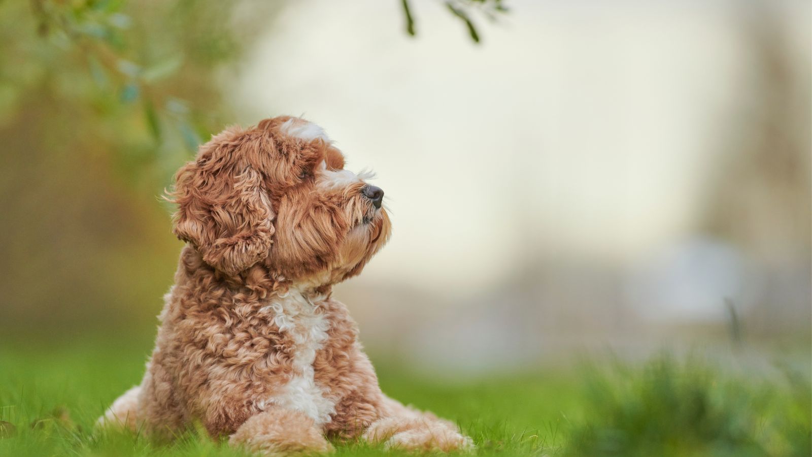 Labradoodle inteligencia