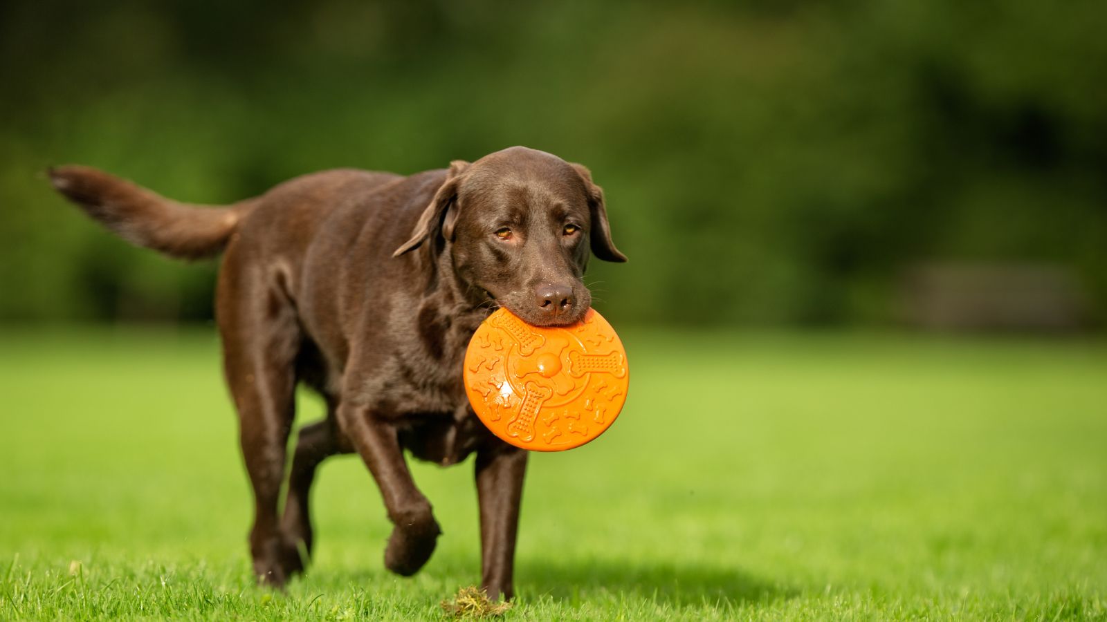 Labrador Retriever
