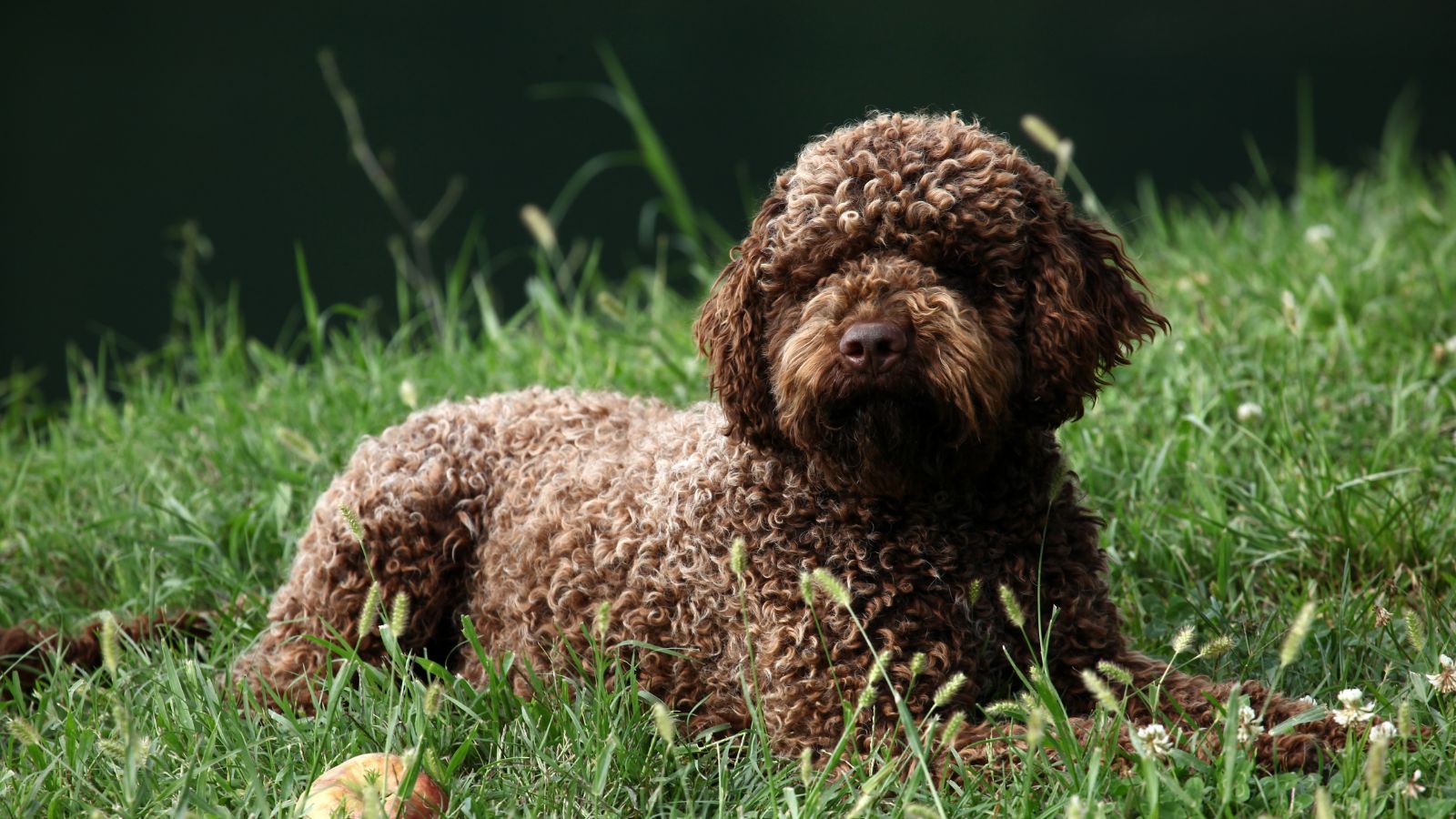 Lagotto Romagnolo