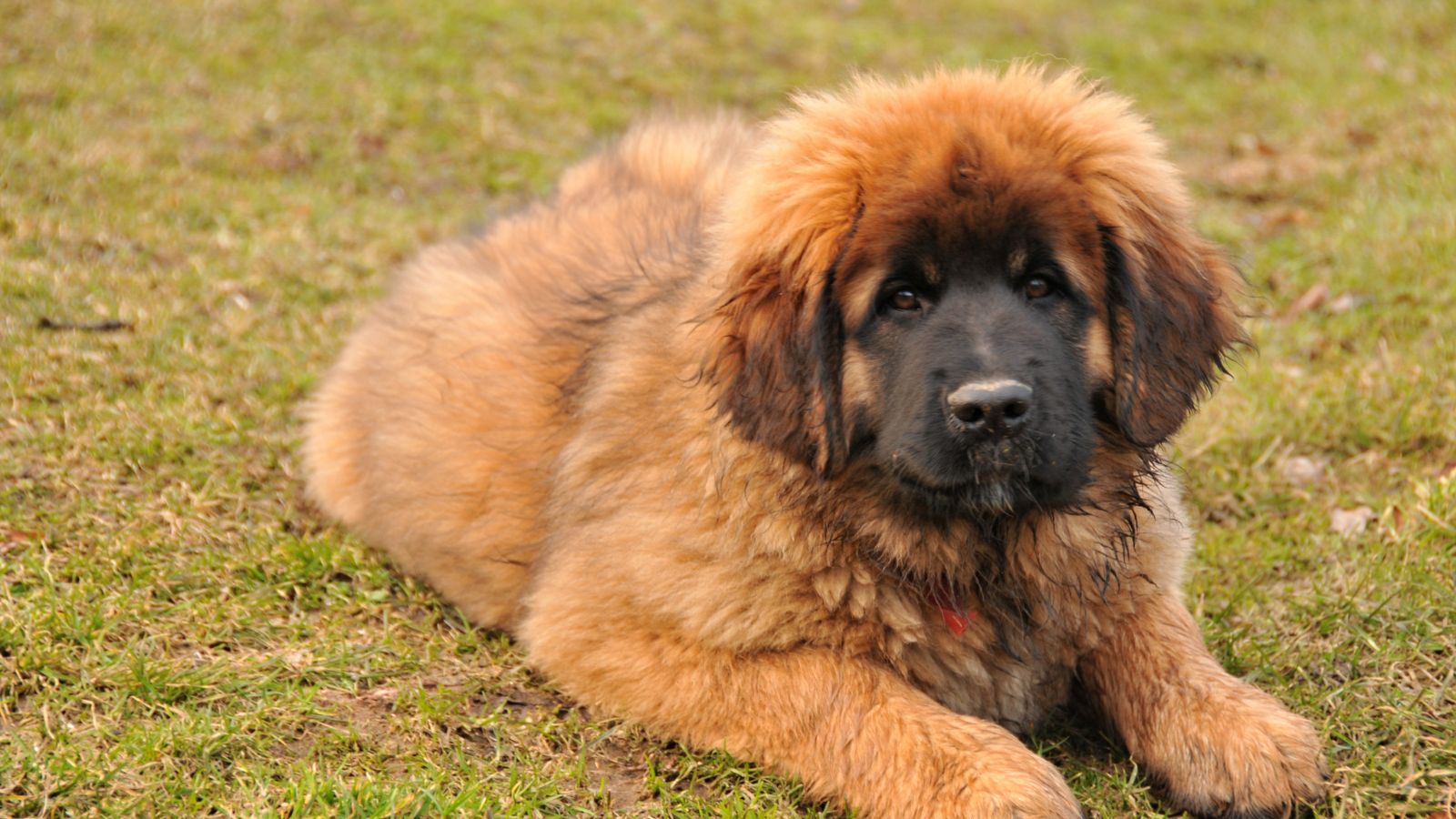 Leonberger Leonberger